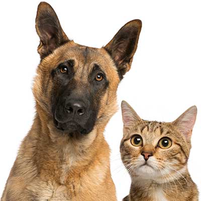 Pet-Care From Midian Care